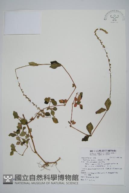 假川牛膝藏品圖，第1張