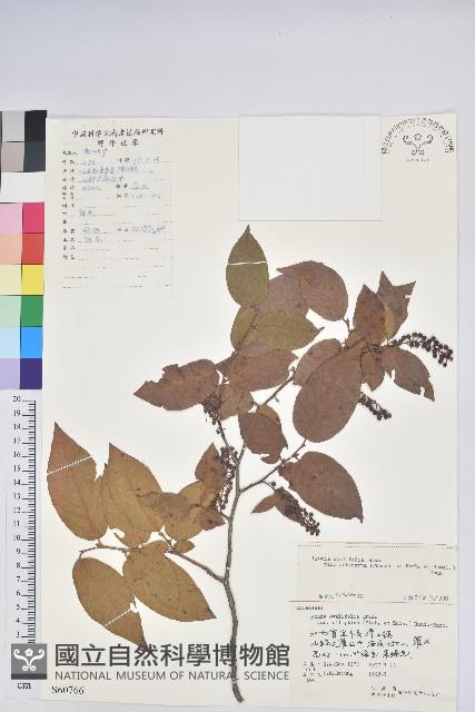 毛果珍珠花藏品圖，第1張