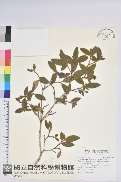 紅毛杜鵑藏品圖，第1張