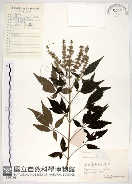 黃荊藏品圖，第1張