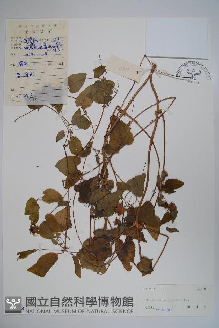 大花金錢豹藏品圖，第1張