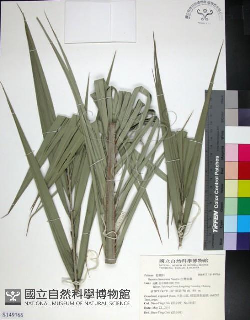 台灣海棗藏品圖，第1張