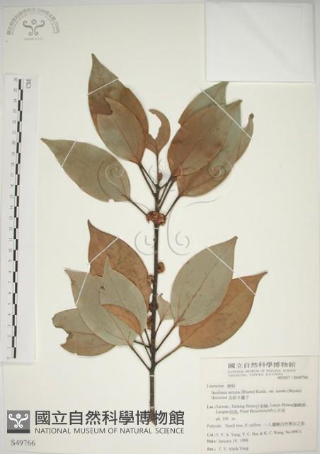 金新木薑子藏品圖，第1張