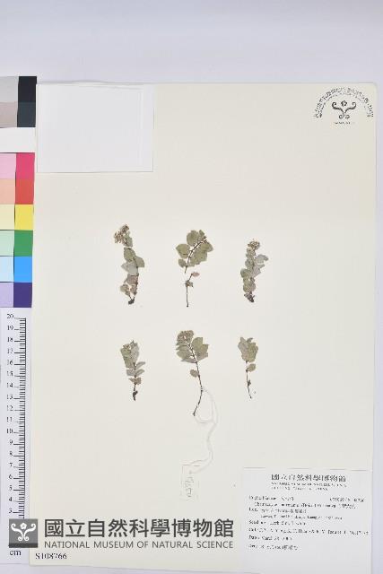 心葉大戟藏品圖，第1張