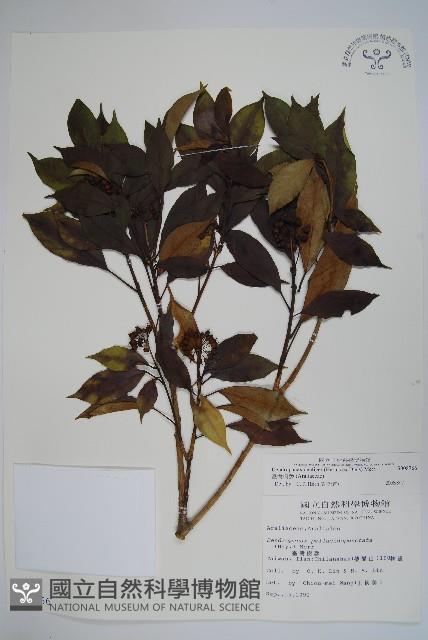 臺灣樹參藏品圖，第1張