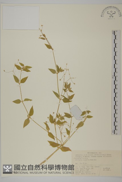 疏花繁縷藏品圖，第1張