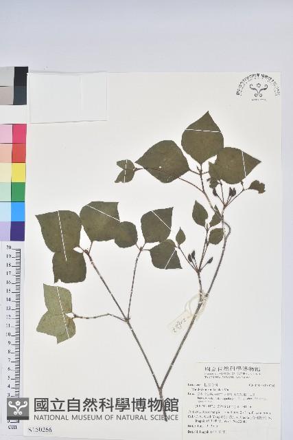 登錄號:S150266藏品圖，第1張