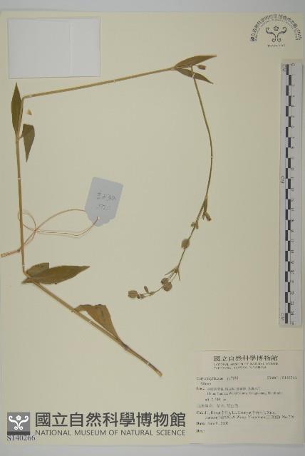 登錄號:S140266藏品圖，第1張