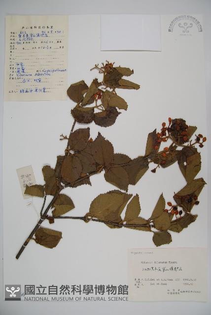 莢迷藏品圖，第1張