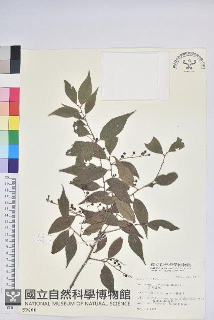 巒大越橘藏品圖，第1張