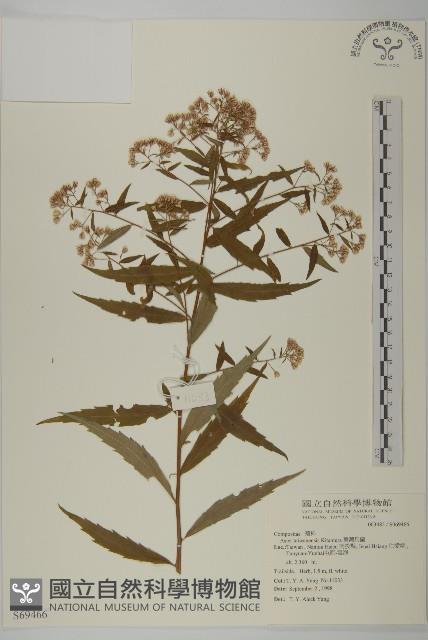 臺灣馬蘭藏品圖，第1張