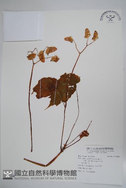 登錄號:S118466藏品圖，第1張