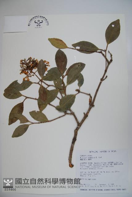 珊瑚樹藏品圖，第1張