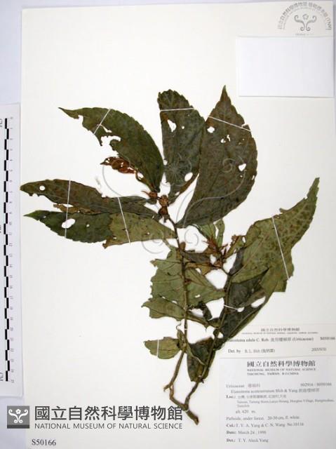 食用樓梯草藏品圖，第1張