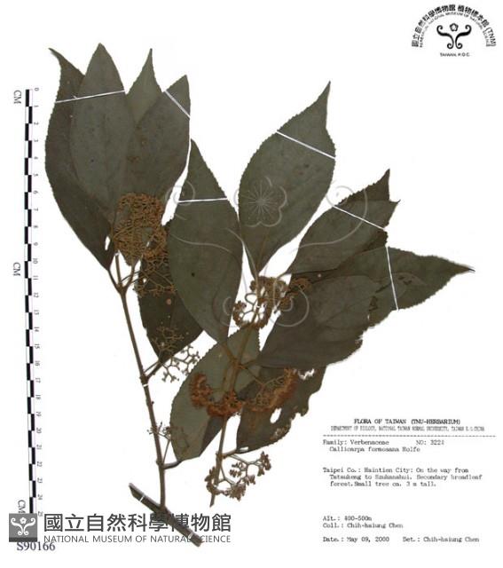 杜虹花，台灣紫珠藏品圖，第1張