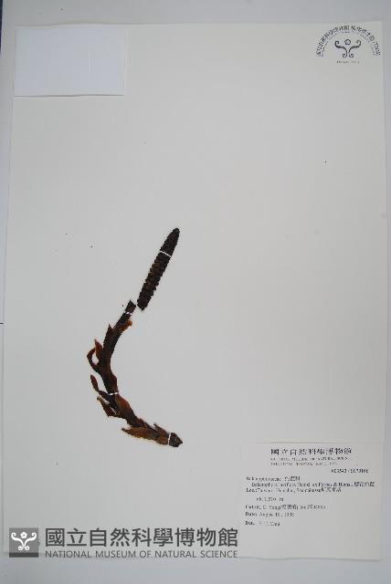 穗花蛇菰藏品圖，第1張