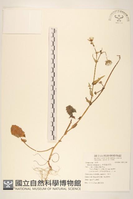 苦滇菜、苦菜藏品圖，第1張