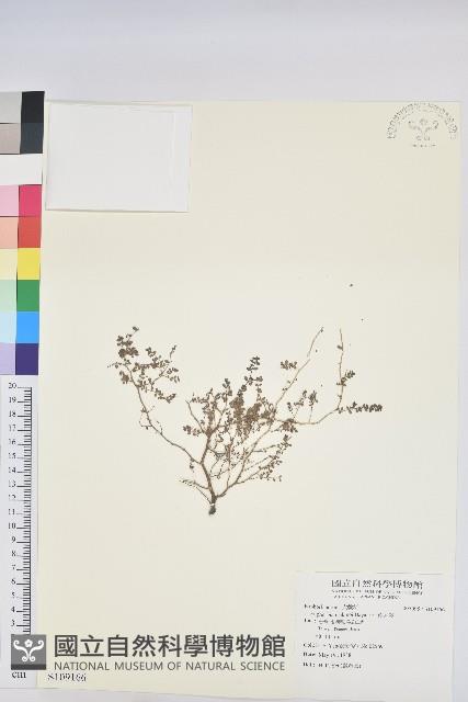 小葉大戟藏品圖，第1張