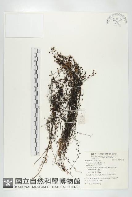 茅膏菜藏品圖，第1張