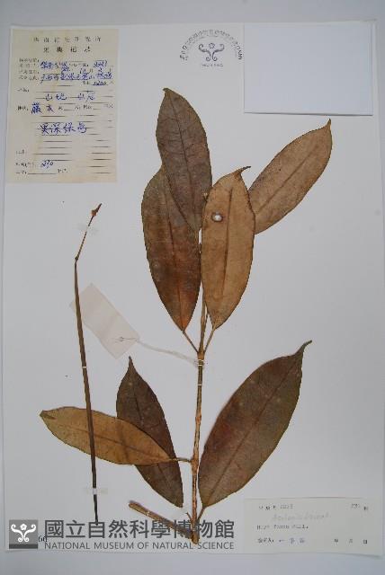 黃花球蘭藏品圖，第1張