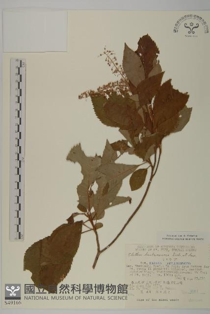 華東山柳藏品圖，第1張