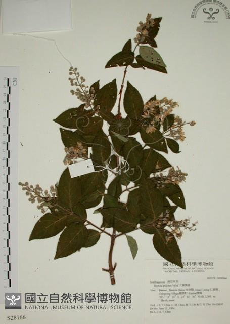 大葉溲疏藏品圖，第1張