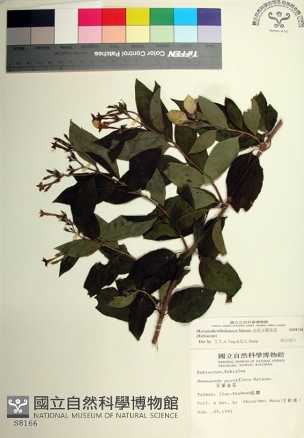 台北玉葉金花藏品圖，第1張
