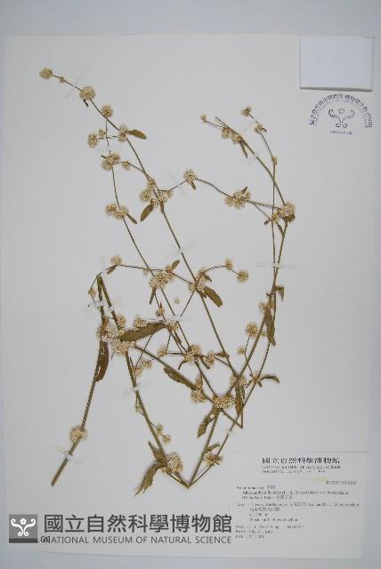 錦繡莧藏品圖，第1張