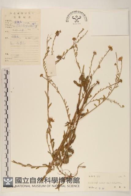 雞兒腸藏品圖，第1張