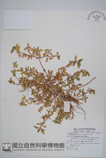 蓮子草藏品圖，第1張