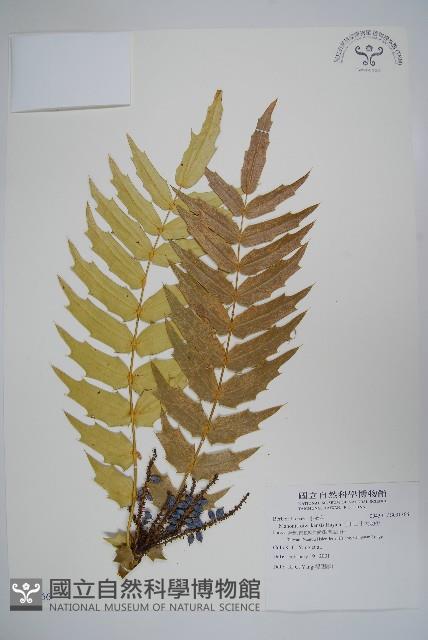 阿里山十大功勞藏品圖，第1張