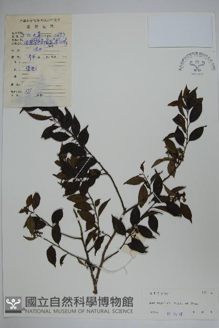 稜枝冬青藏品圖，第1張