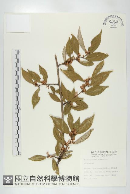 登錄號:S009366藏品圖，第1張