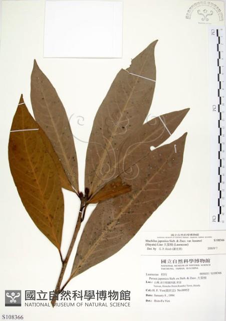 大葉楠藏品圖，第1張