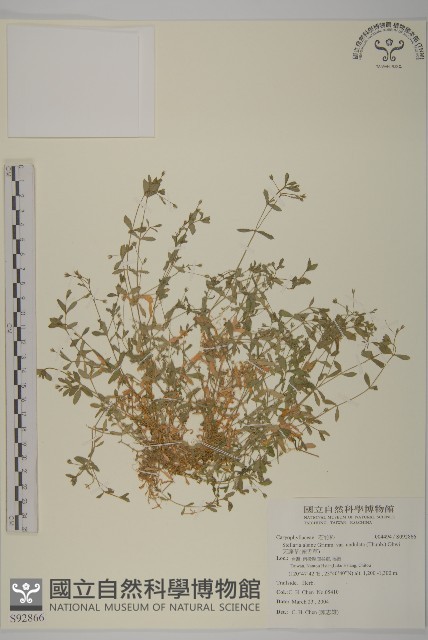 天蓬草、雀舌草藏品圖，第1張