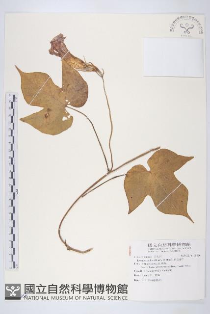 銳葉牽牛藏品圖，第1張