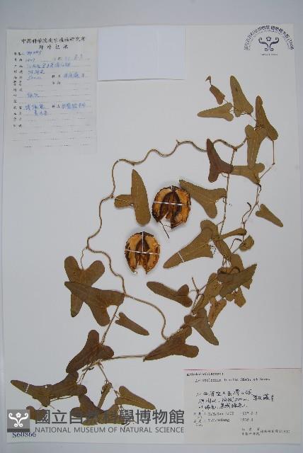 馬兜鈴藏品圖，第1張