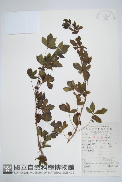 五加藏品圖，第1張