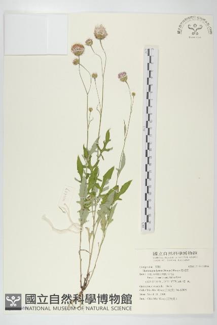 泥胡菜藏品圖，第1張