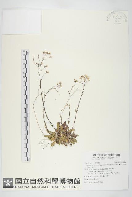 玉山筷子芥藏品圖，第1張