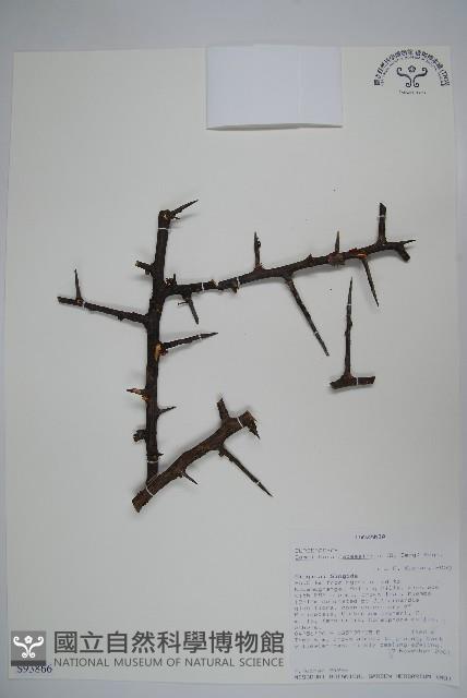 登錄號:S093866藏品圖，第1張