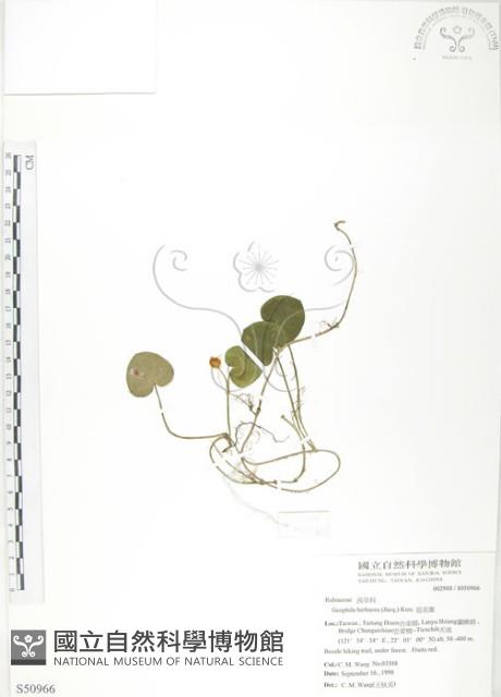 苞花蔓藏品圖，第1張