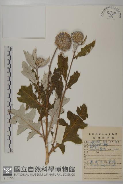 藍刺頭藏品圖，第1張