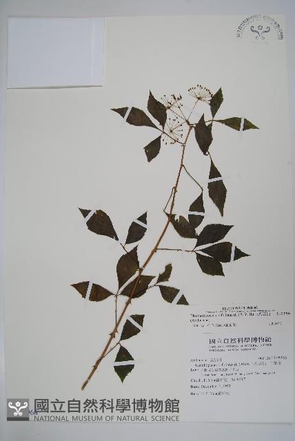 三葉五加藏品圖，第1張