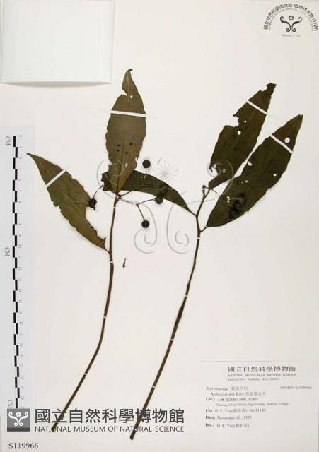 黑星紫金牛藏品圖，第1張