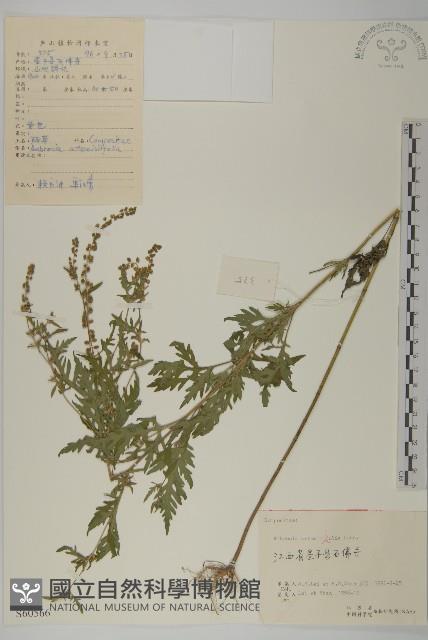 豬草、瘤果菊藏品圖，第1張