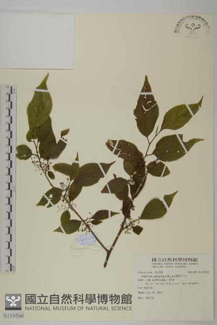 佩羅特木藏品圖，第1張