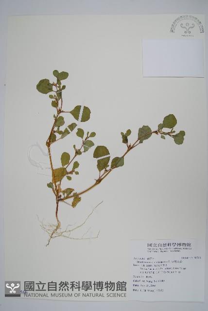 假海馬齒藏品圖，第1張