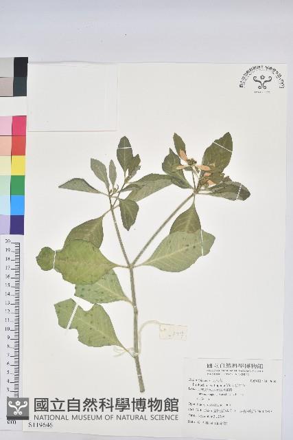 猩猩草藏品圖，第1張