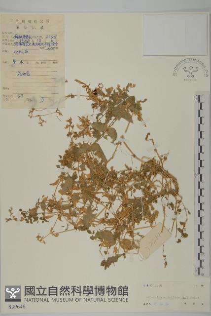 牛繁縷藏品圖，第1張